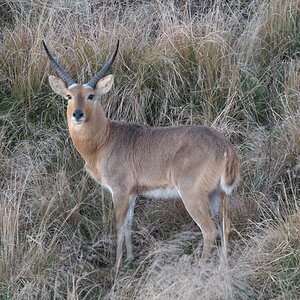 Reedbuck South Africa