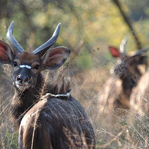 Young Nyala Bulls South Africa