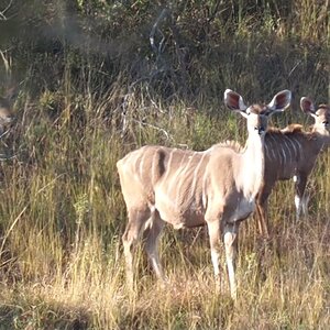 Female Kudu With Offspring South Africa