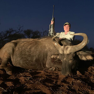 Buffalo Hunting South Africa