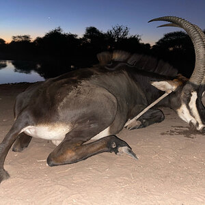 Sable Hunting South Africa