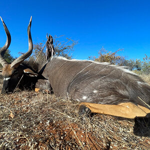 Nyala Hunting South Africa