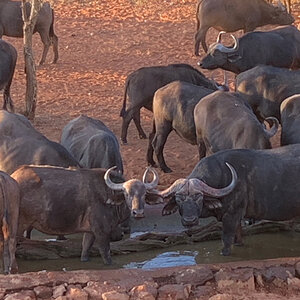 Buffalo At Waterhole South Africa