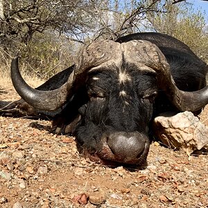 Buffalo Hunting Limpopo South Africa