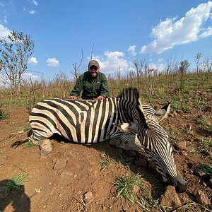 Zebra Hunt Zimbabwe