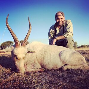 White Blesbok Hunt Limpopo South Africa