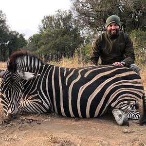 Zebra Hunt Limpopo South Africa