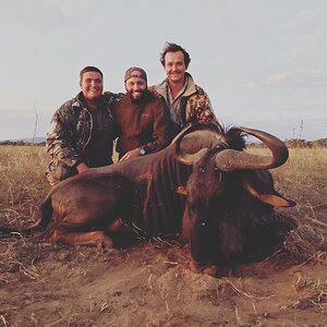 Blue Wildebeest Hunt Limpopo South Africa