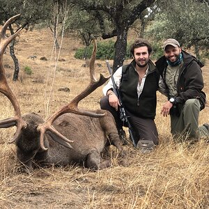 Stag Down Hunt in Spain