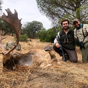 Fallow Deer Hunt in Spain