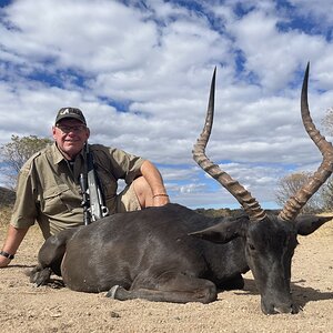 Black Impala Hunt South Africa