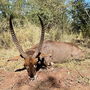 Waterbuck Hunting South Africa