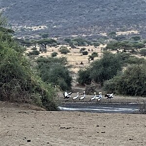 Crowned Gray Cranes Tanzania