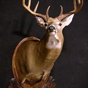 Whitetail Shoulder Mount Taxidermy