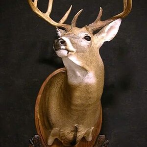 Whitetail Shoulder Mount Taxidermy