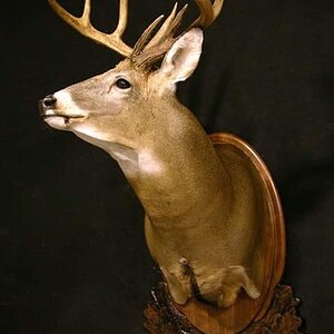 Whitetail Shoulder Mount Taxidermy