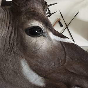 Kudu Shoulder Mount Taxidermy