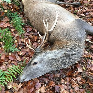 Red Deer Hunting