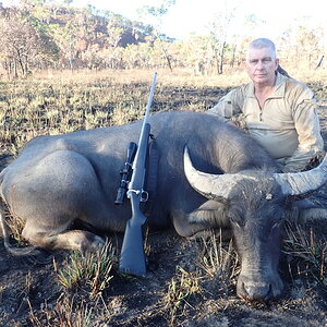 Wild Bull Hunting Australia