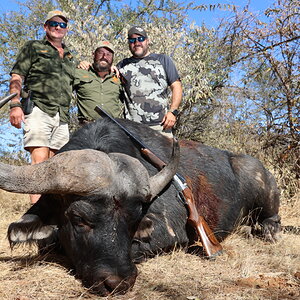 Buffalo Hunting South Africa