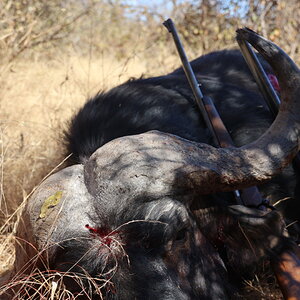 Buffalo Hunt South Africa