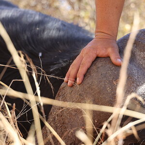 Buffalo Hunt South Africa