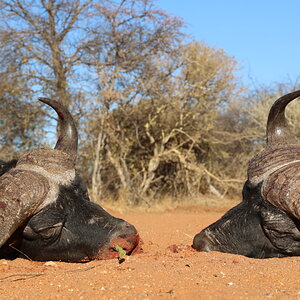 Buffalo Hunt South Africa