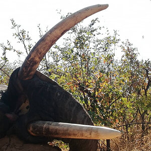 Elephant Hunt Botswana