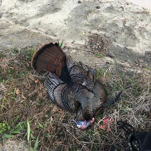 Turkey Hunting