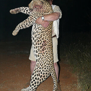 Leopard Hunt Namibia