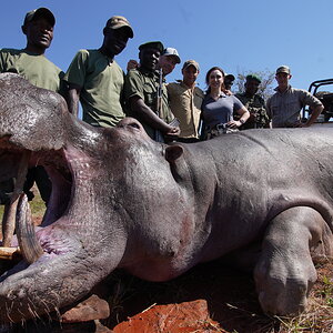 Omay Hippo Hunt Zimbabwe