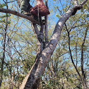 Hanging Leopard Bait Zimbabwe