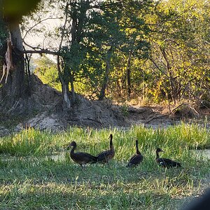 Ducks At The Blind Zimbabwe