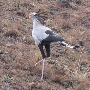 Secretary Bird South Africa