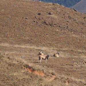 Eland Wildlife South Africa