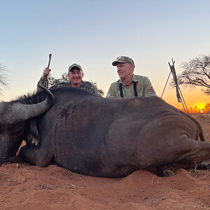 Buffalo Cow Hunt South Africa