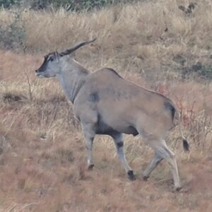 Eland Wildlife South Africa