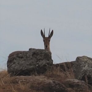 Vaal Rhebuck South Africa