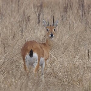 Oribi Ram South Africa