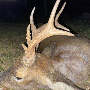 Roe Deer Hunting United Kingdom