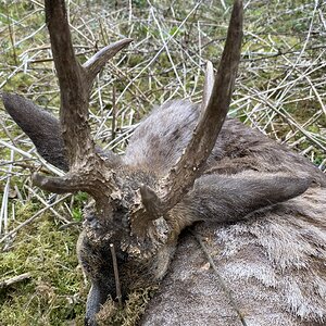 Roe Deer Hunting United Kingdom