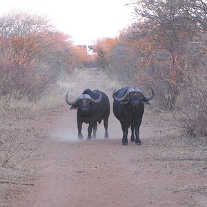 Buffalo South Africa