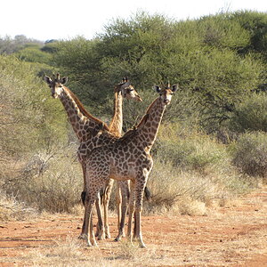 Giraffe South Africa