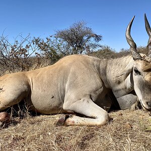 Eland hunting in Namibia with Zana Botes Safari