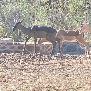 Impala South Africa