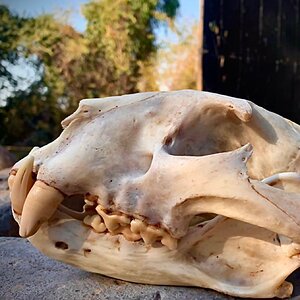 Leopard skull