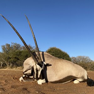 Gemsbok Hunt South Africa