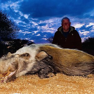 Bushpig Hunt South Africa