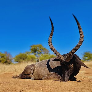 Impala Hunt South Africa