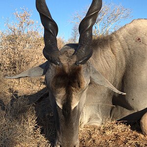 Eland Hunt South Africa